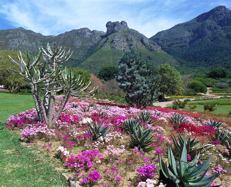  Kirstenbosch Ulusal Botanik Bahçesi Güzel Bitki Koleksiyonları ve Muhteşem Manzaralar Sunuyor!