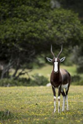  Bontebok National Park: Güney Afrika'nın Vahşi Hayatını Keşfetmek İçin Harika Bir Destinasyon!