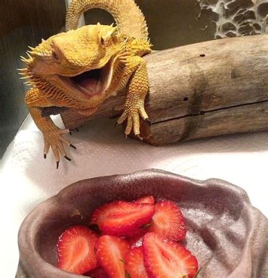 Can I Feed My Bearded Dragon Strawberries?