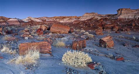 Daqing Petrified Forest Şaşırtıcı Jeolojik Bir Seyir Keyfi Sunuyor!