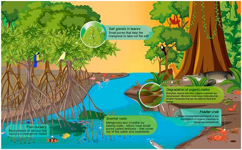 Dongxing Mangrove Forest:  Gizemli Bir Ekolojik Dünyaya Yolculuk!