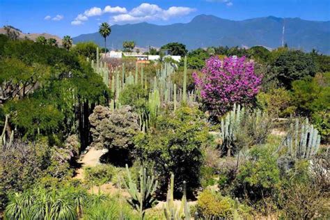 Jardín Botánico de Oaxaca: Gizemli Bitkilerin Büyülü Dünyası!