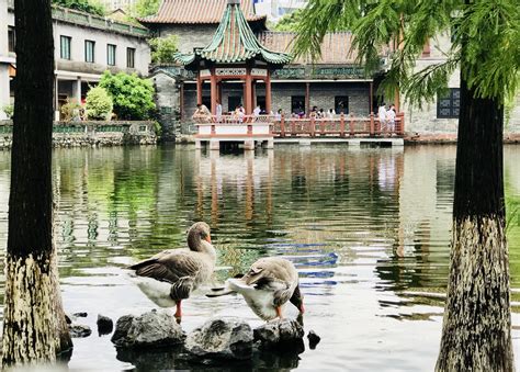  Keyuan Garden: Bahçelerin Gizli Cennetinde Bir Yolculuk!