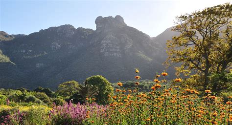  Kirstenbosch Ulusal Botanik Bahçesi Güzelliğin Yeşil Kalbinde Bir Yolculuk!