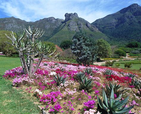 Kirstenbosch Ulusal Botanik Bahçesi: Güzel Bitkiler ve Muhteşem Görünümlerle Birleşen Doğa Harikası!