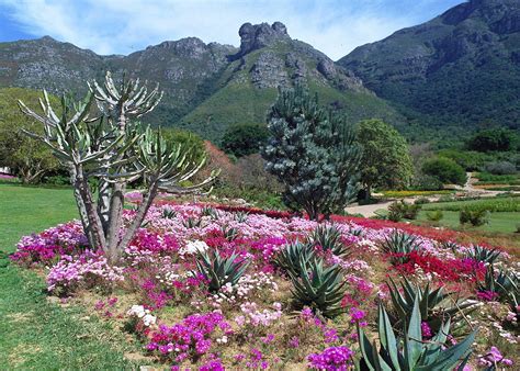  Kirstenbosch Ulusal Botanik Bahçesi Güney Afrika'nın Bitki Çeşitliliğinin Muhteşem Bir Sergisidir!