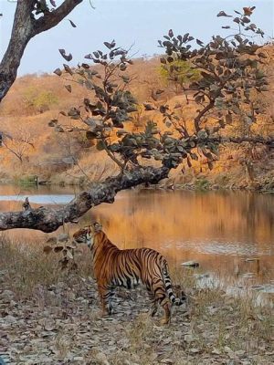 Ranthambore Milli Parkı'nda Vahşi Kedilerle Karşılaşmak İçin Güneş Doğuşunu İzle!