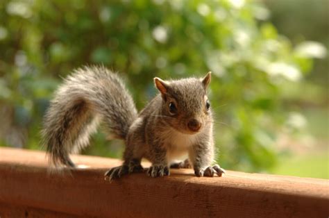 What Can I Feed Baby Squirrels?