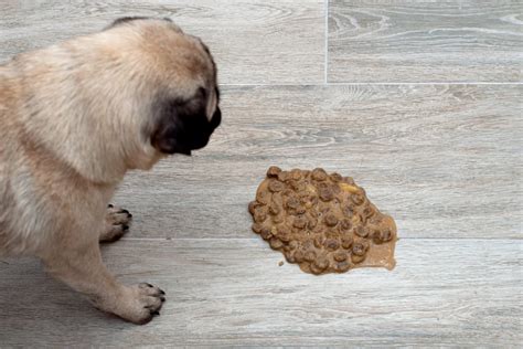 When to Feed Dog After Inducing Vomiting