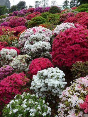  Zen Garden Zurique Şehrinin Kalbinde Bir Ruhsal Yolculuk!